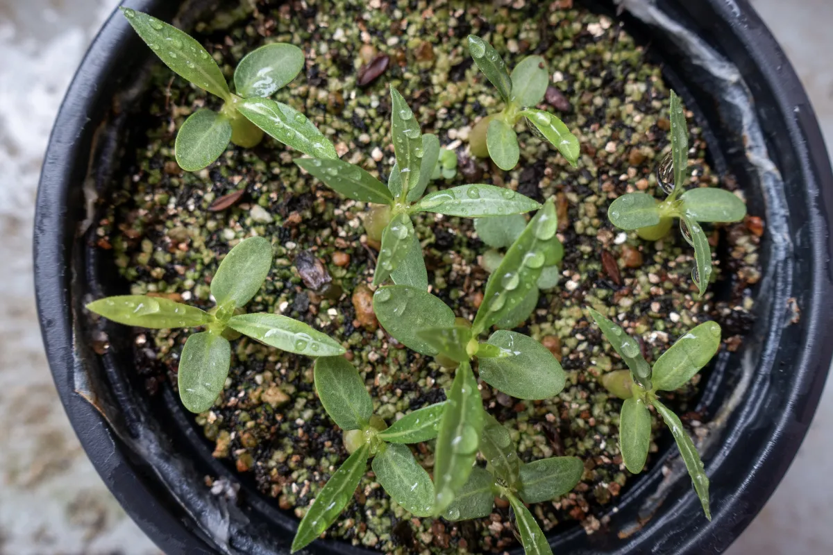 Pachypodium rosulatum var. eburneum (パキポディウム エブレネウム)
