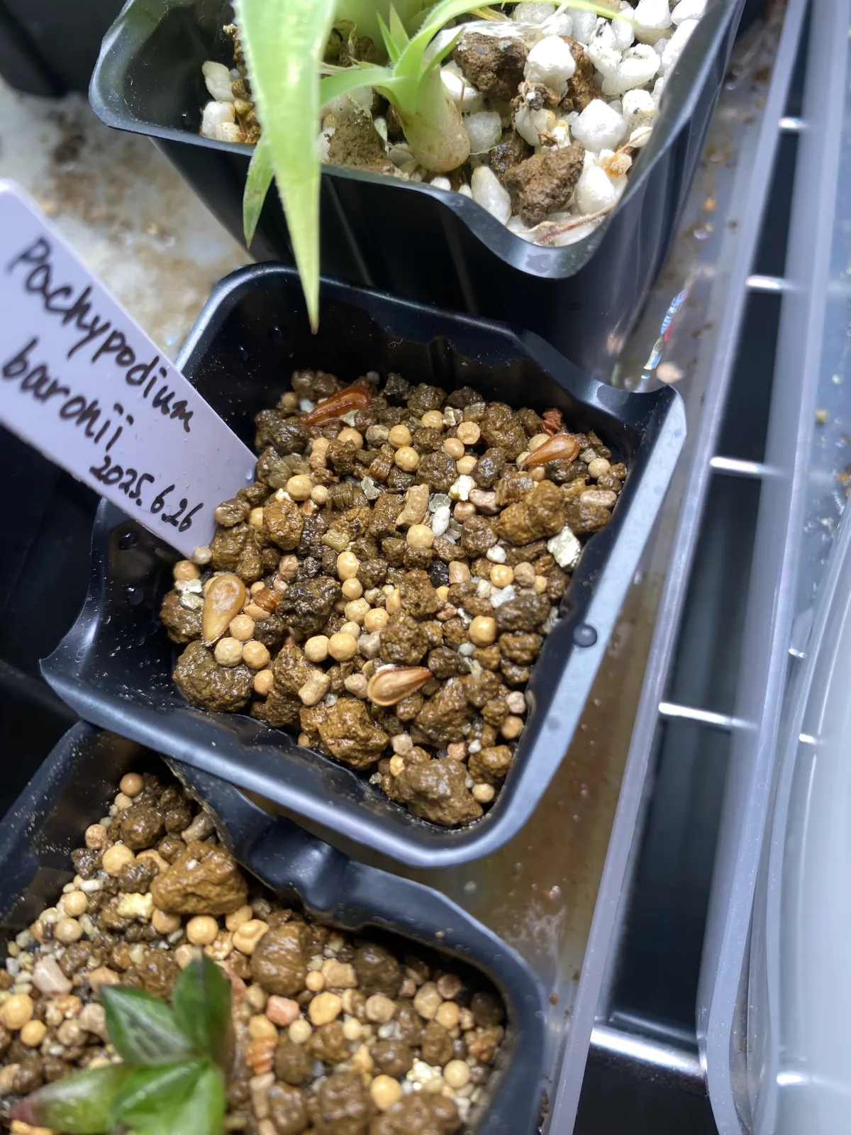 Pachypodium baronii (パキポディウム バロニー)