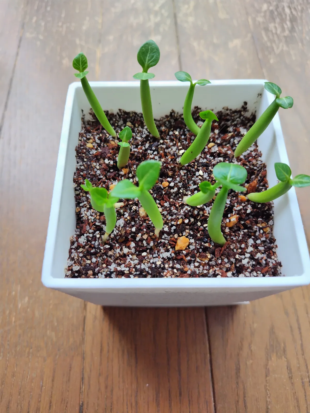 Adenium arabicum Black Giant (アデニウム アラビカム ブラックジャイアント)