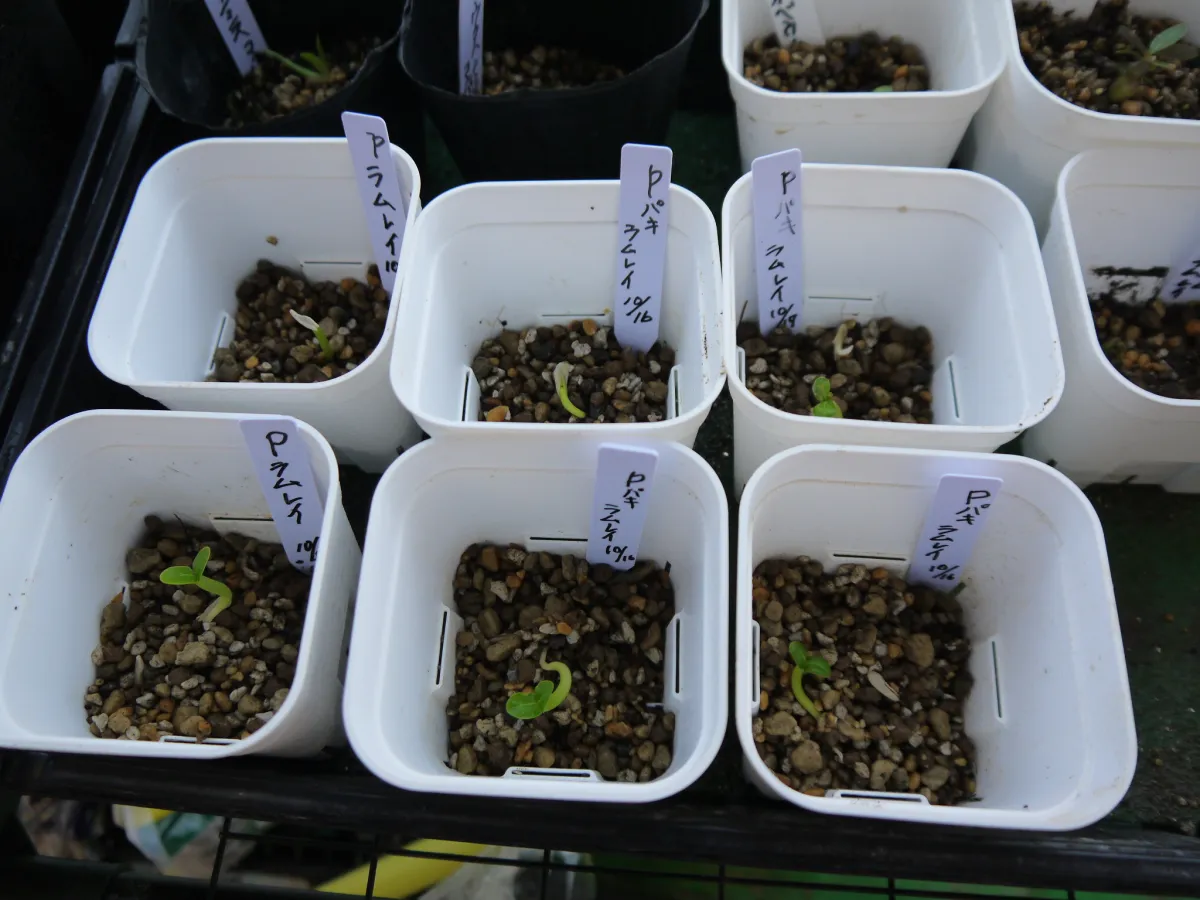 Pachypodium lamerei (パキポディウム ラメレイ 夢叶棒)