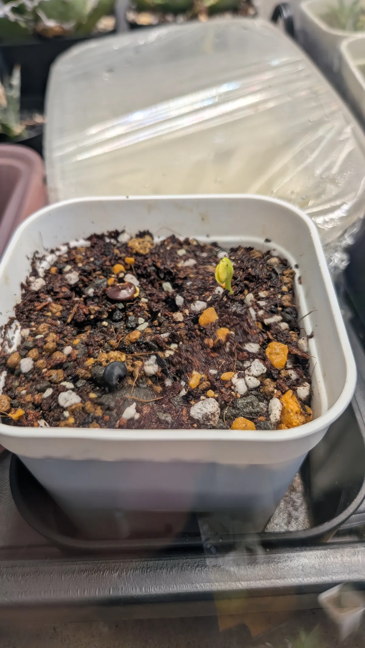 Bolusanthus speciosus (ボルサンサス スペシオサス)