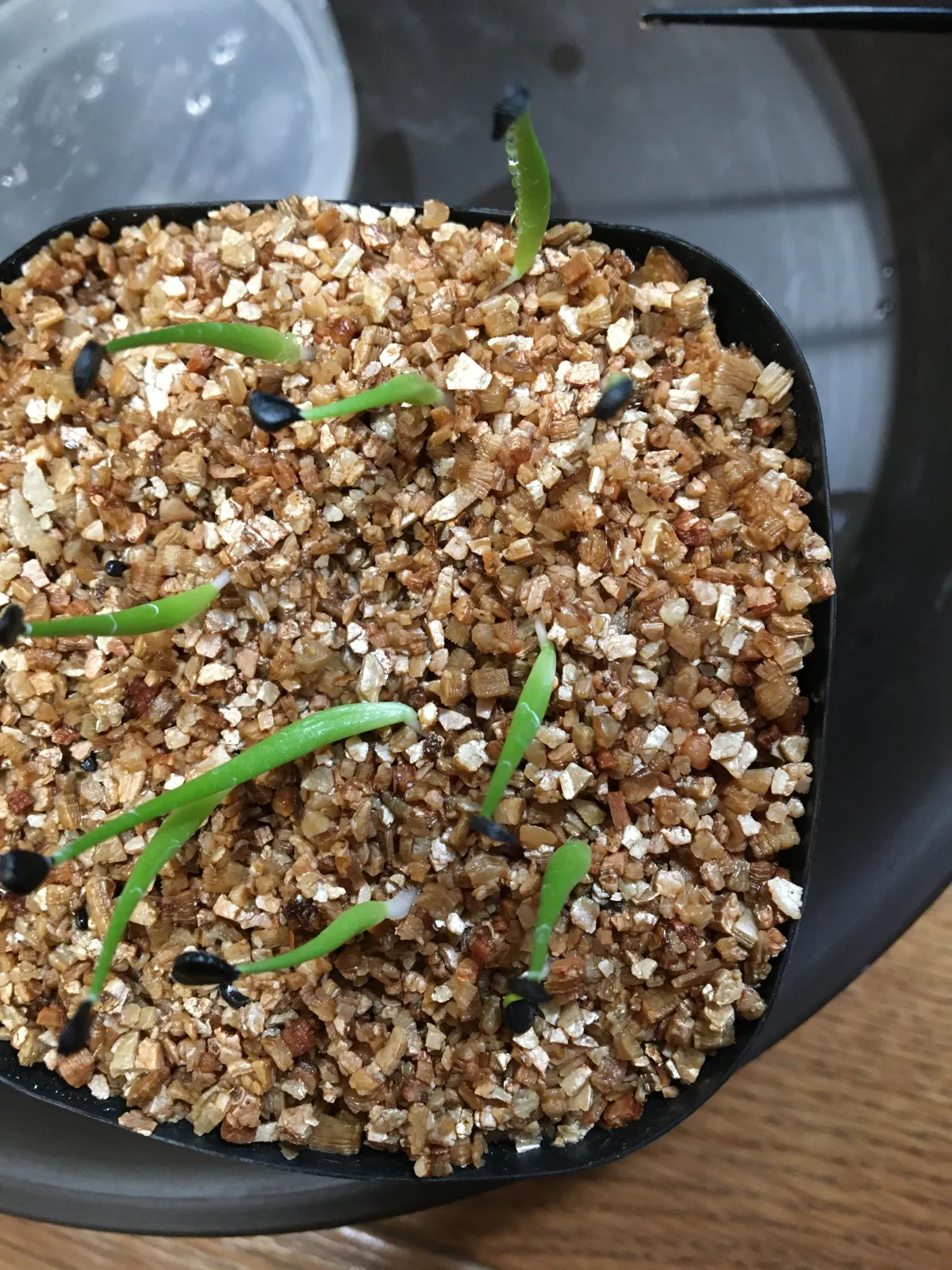 Agave utahensis var. eborispina 'Hayford' (アガベ エボリスピナ ヘイフォード)