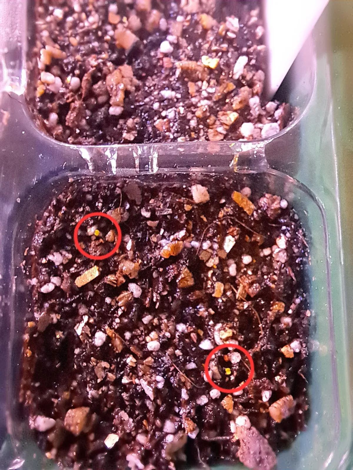 Echeveria colorata f. colorata (エケベリア コロラタ タパルパ)