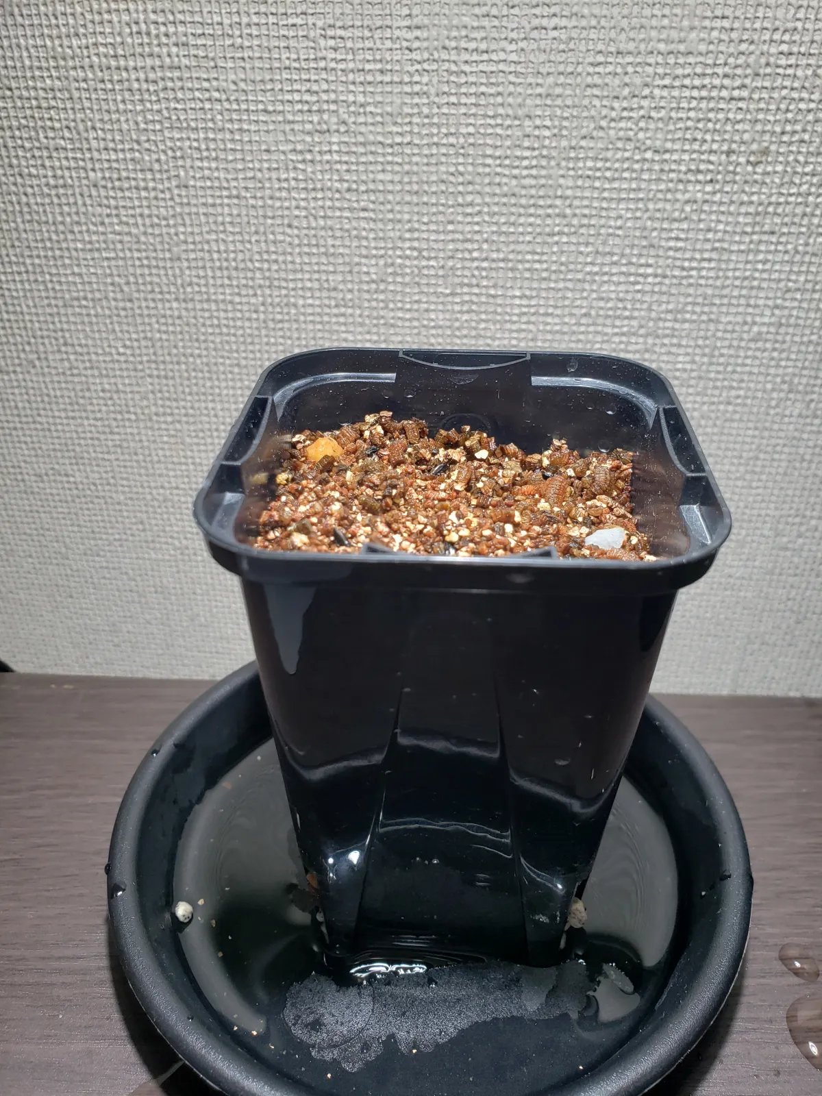 Agave rzedowskiana (アガベ ルゼドウスキアナ)