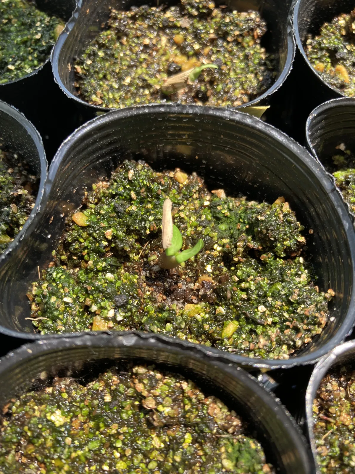 Adenium DHA Medusa (アデニウム DHA Medusa)