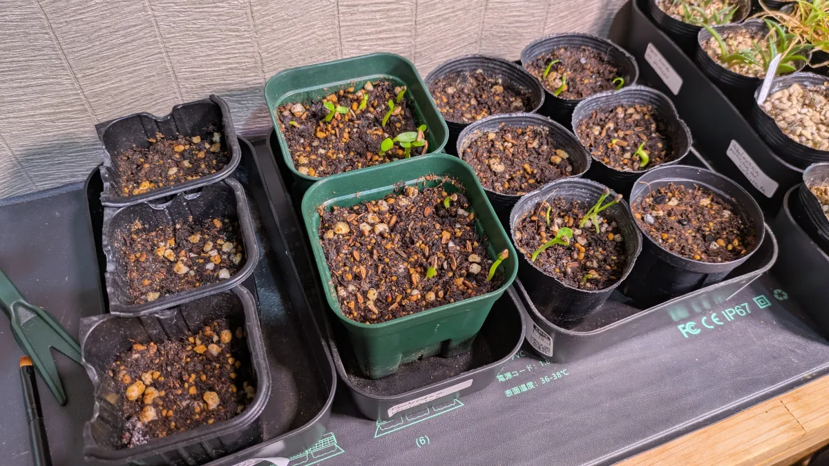 Euphorbia pachypodioides (ユーフォルビア パキポディオイデス)