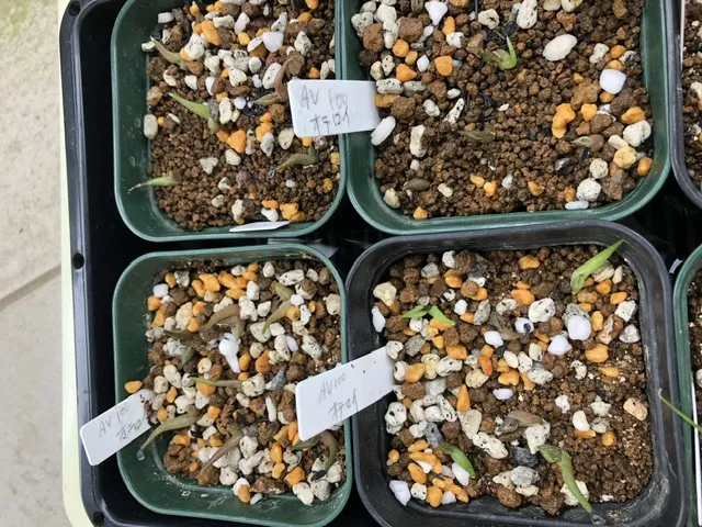 Agave oteroi (アガベ オテロイ)