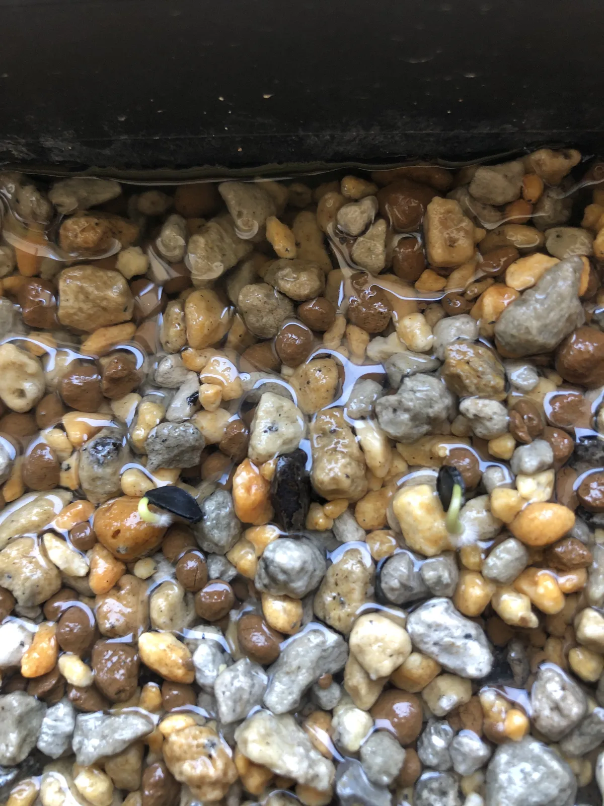 Agave temacapulinensis (アガベ テマカプリネンシス)