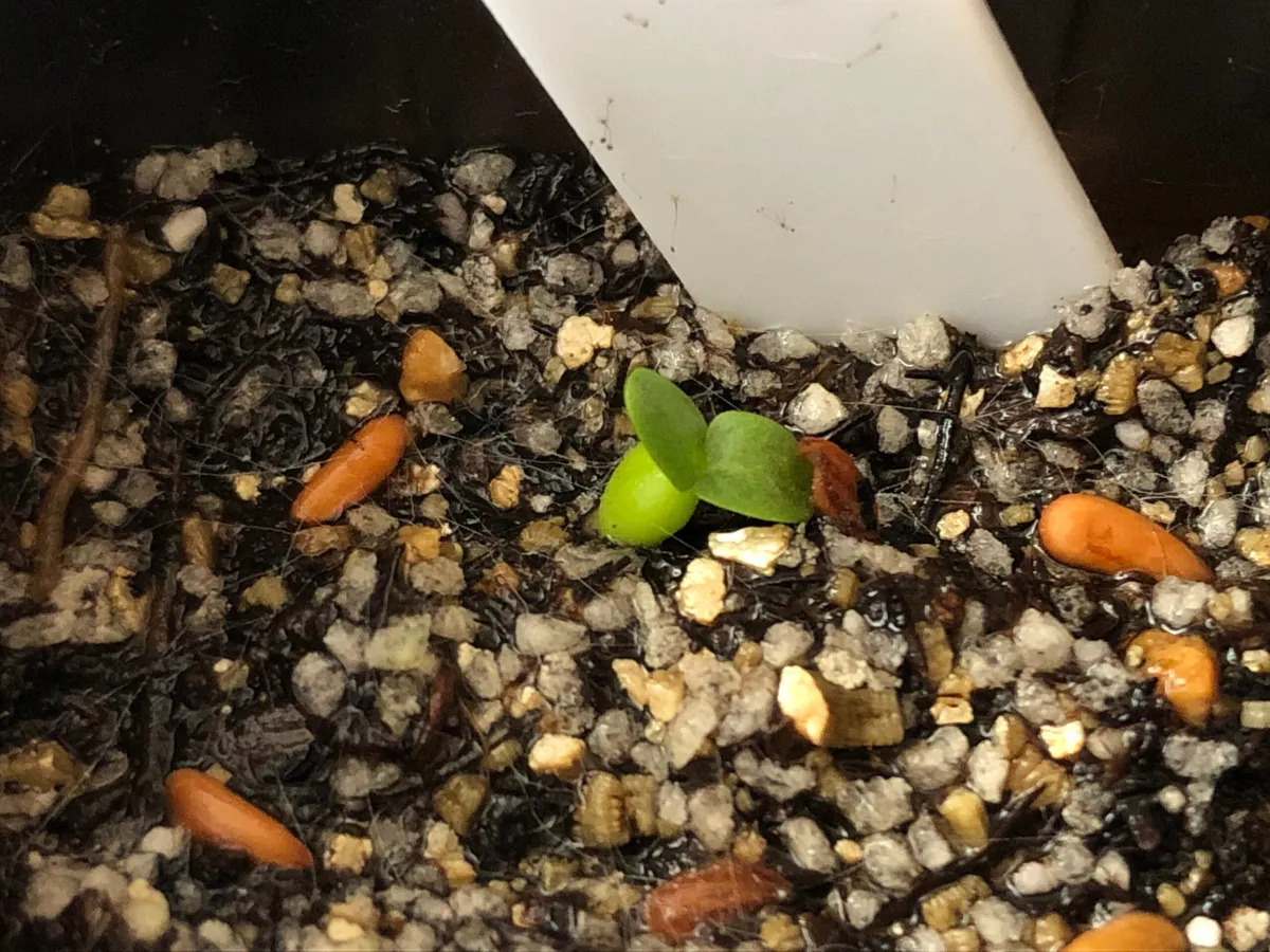 Pachypodium brevicaule subsp. leucoxanthum (パキポディウム レウコキサンツム)