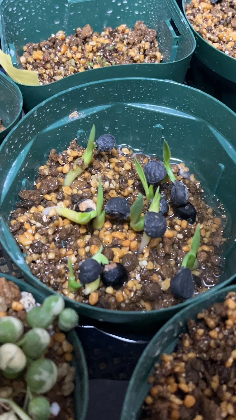 Yucca carnerosana (ユッカ カルネロサーナ)