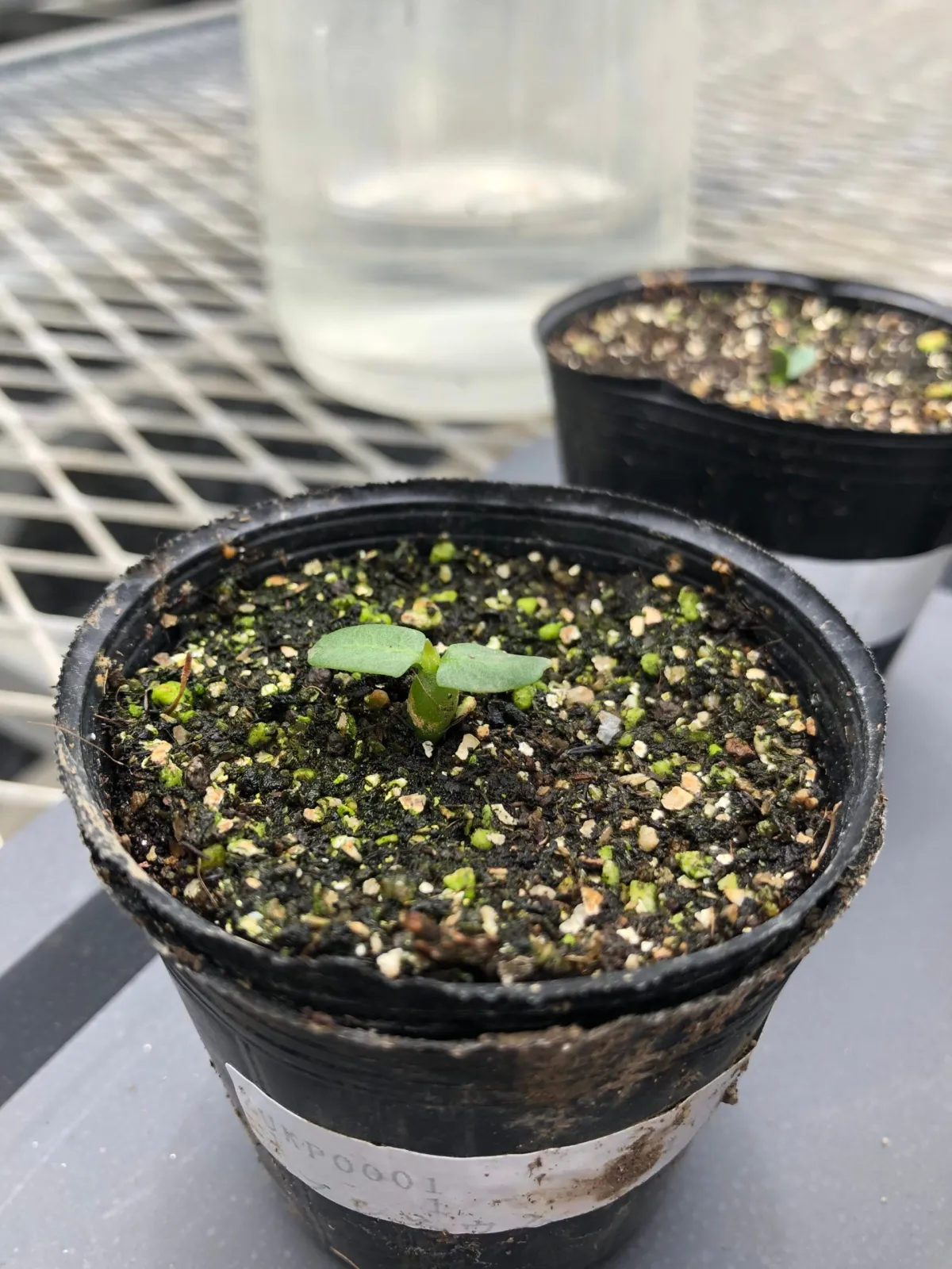 Pachypodium rosulatum var. eburneum (パキポディウム エブレネウム)