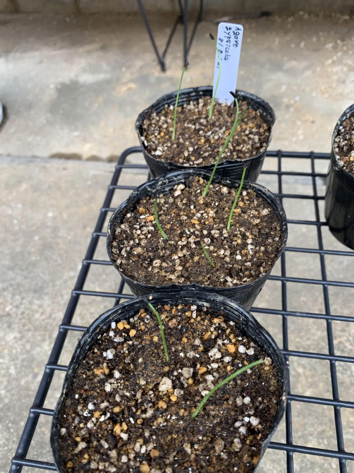 Agave gypsicola (アガベ ジブシコーラ)