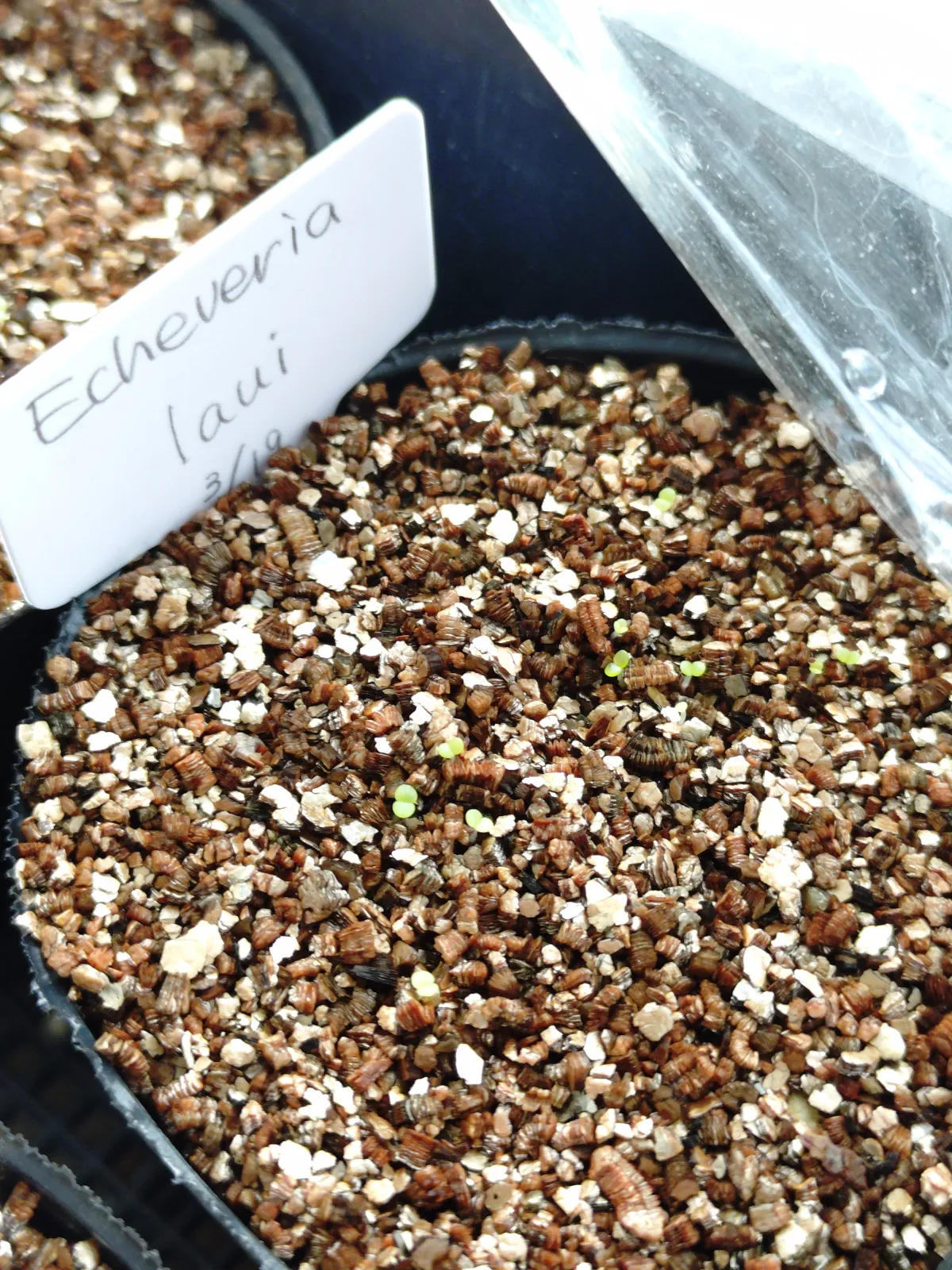 Echeveria laui La Roseta (エケベリア ラウイ)