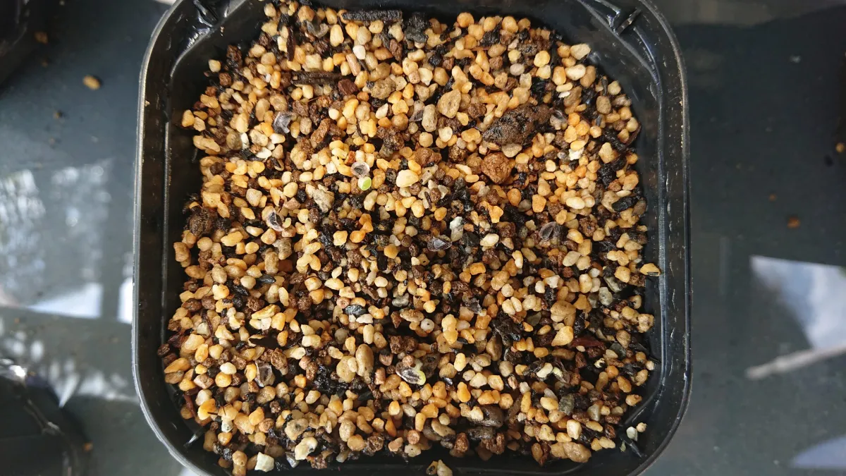 Aloe peglerae (アロエ ペグレラエ)