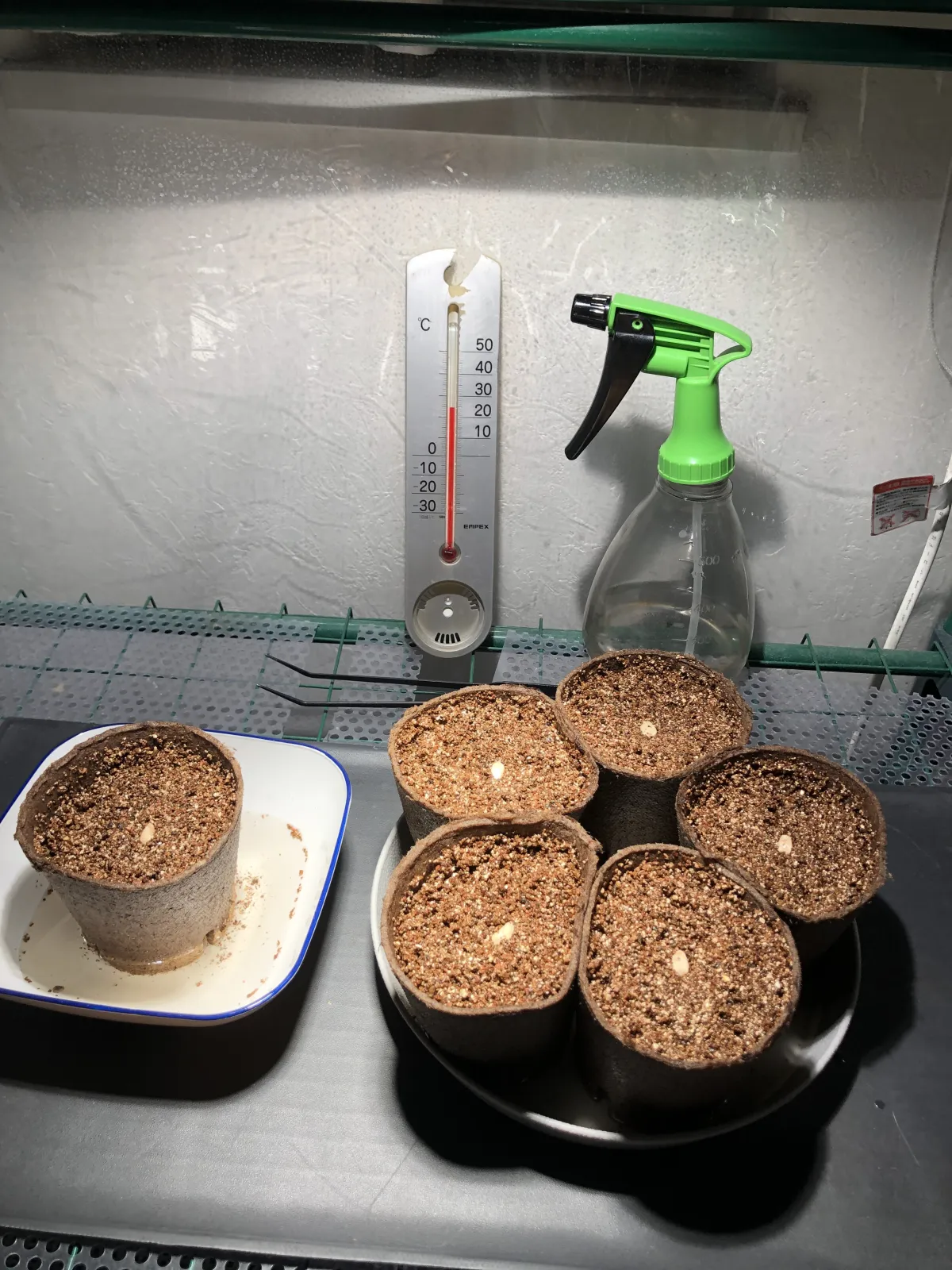 Welwitschia mirabilis (ウェルウィッチア ミラビリス 奇想天外)