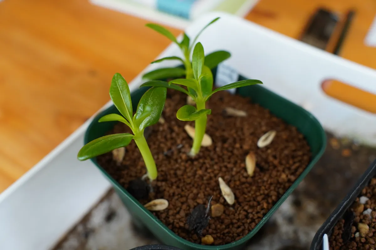 Pachypodium menabeum (パキポディウム メナベウム)