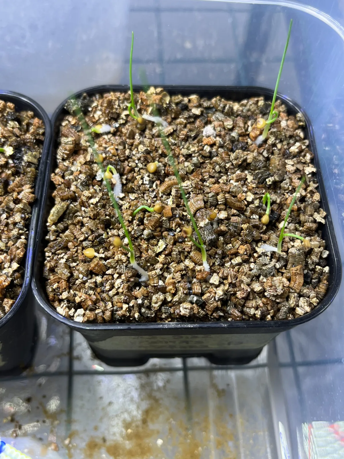 Dasylirion miquihuanense (ダシリリオン ミキワネンシス)