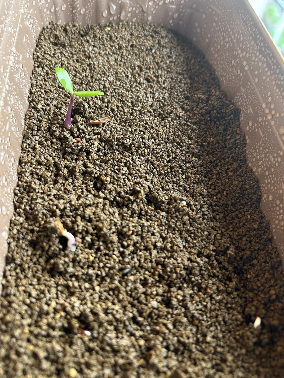 Petopentia natalensis (ペトペンチア ナタレンシス)