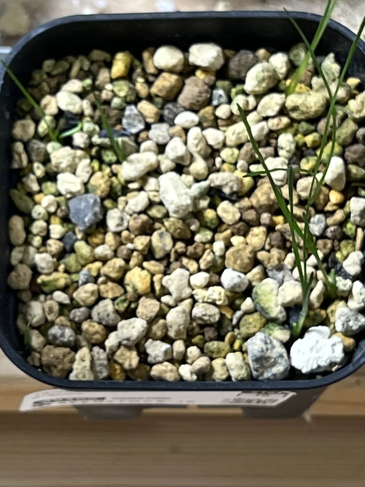 Xanthorrhoea gracilis (ザントロエア グラキリス)