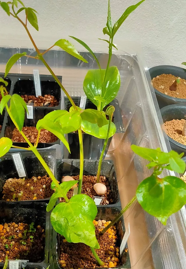 Commiphora mildbraedii (コミフォラ ミルドブラエディ ブラックバーク)