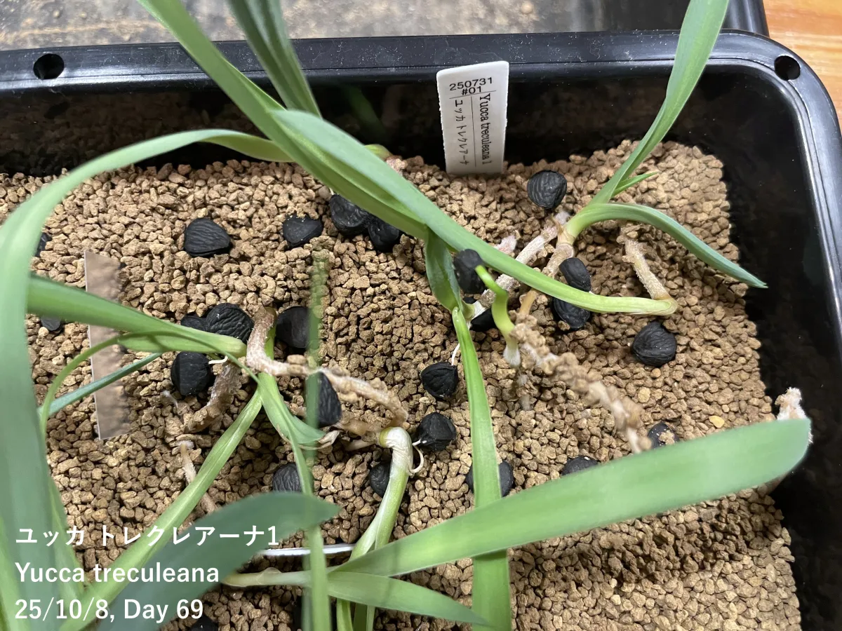 Yucca treculeana (ユッカ トレクレアーナ)