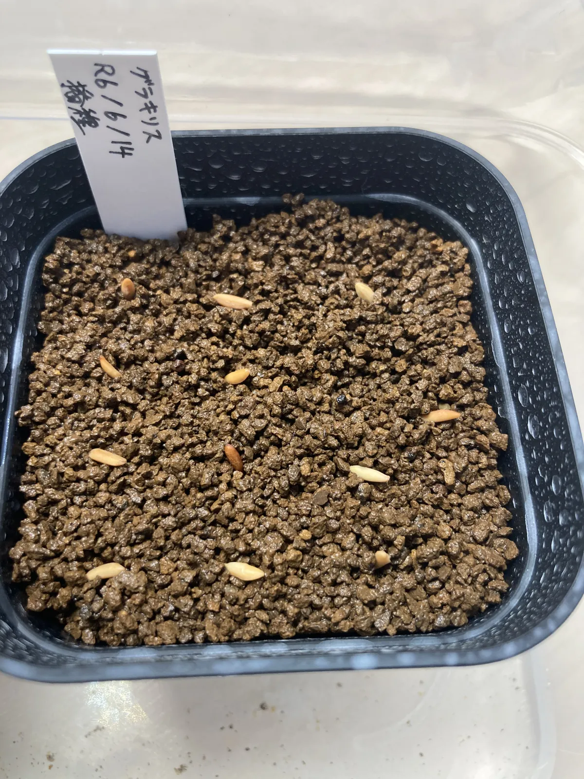 [無料種子] 発芽難 パキポディウム グラキリス　 Pachypodium rosulatum var. gracilius