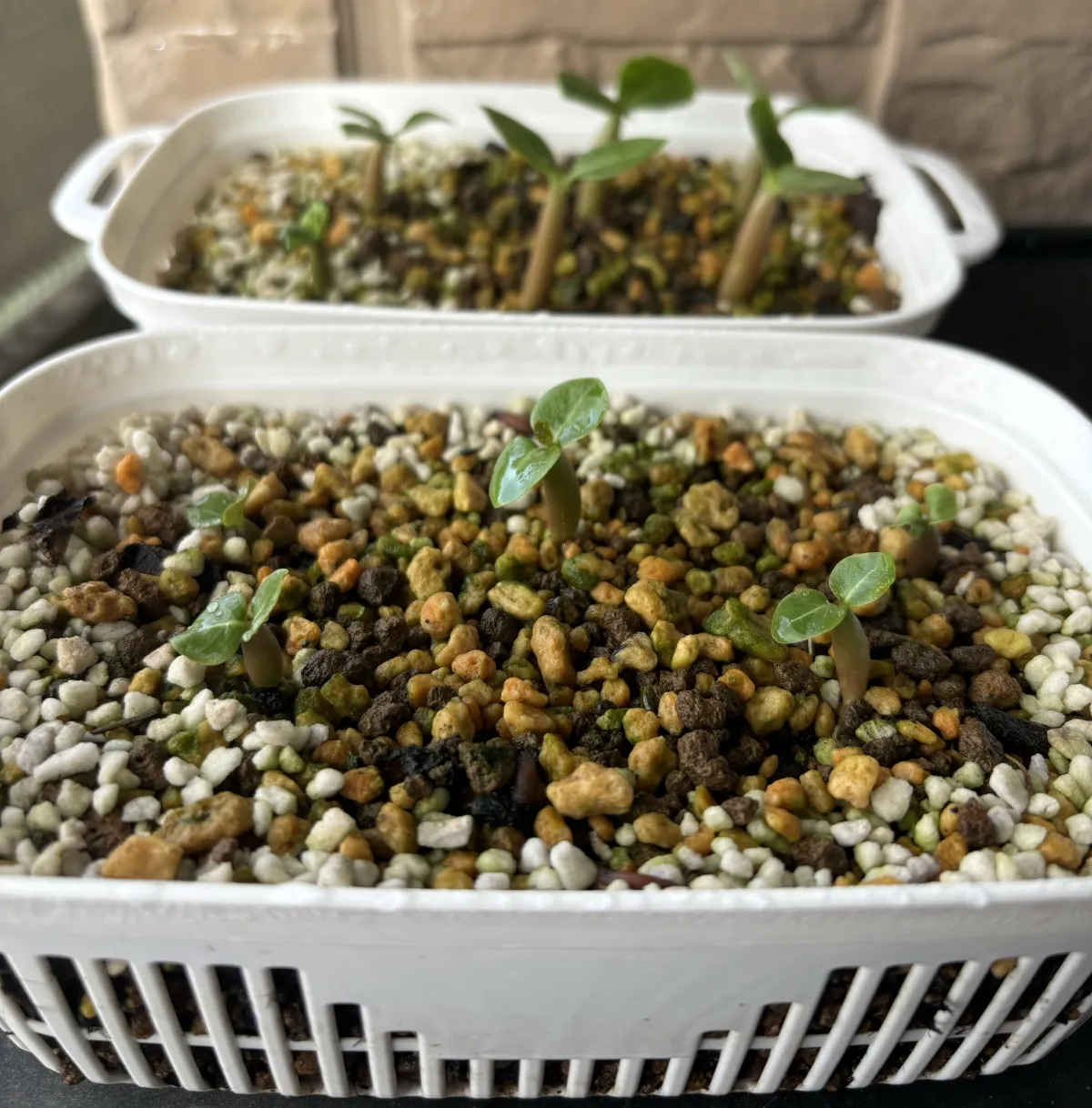 Adenium arabicum Rashiny (アデニウム アラビカム ラシニー)