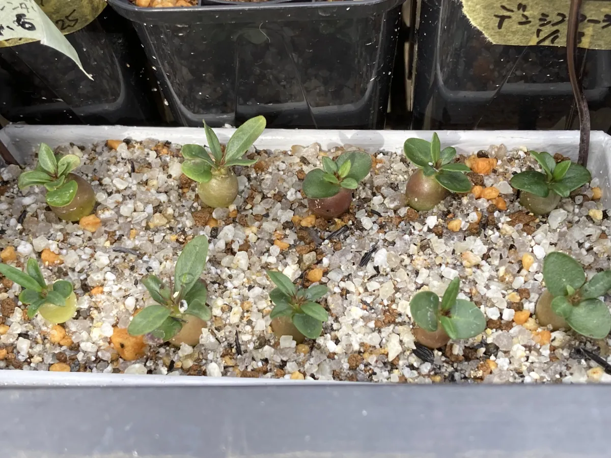 Pachypodium succulentum (パキポディウム サキュレンタム 天馬空)