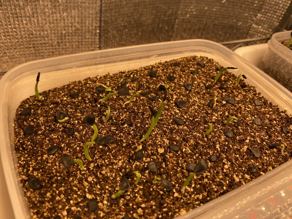 Agave parryi var. couesii (アガベ コウエシー)