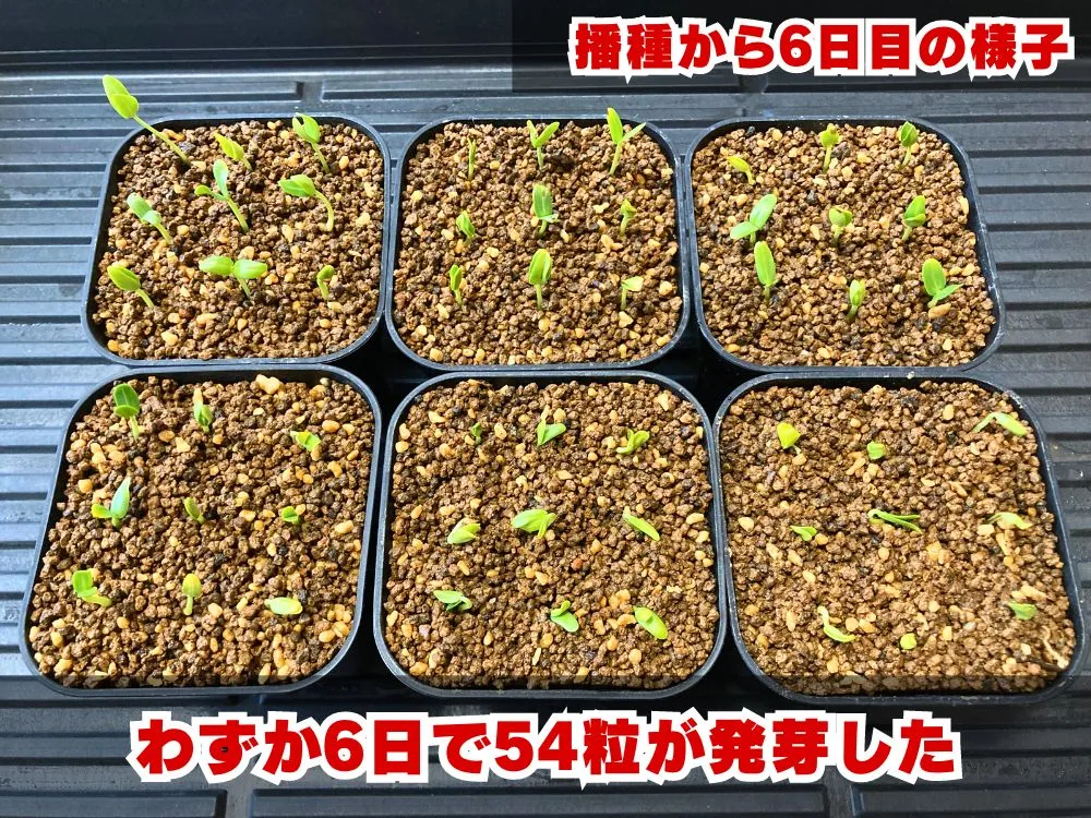 Senna meridionalis (センナ メリディオナリス)