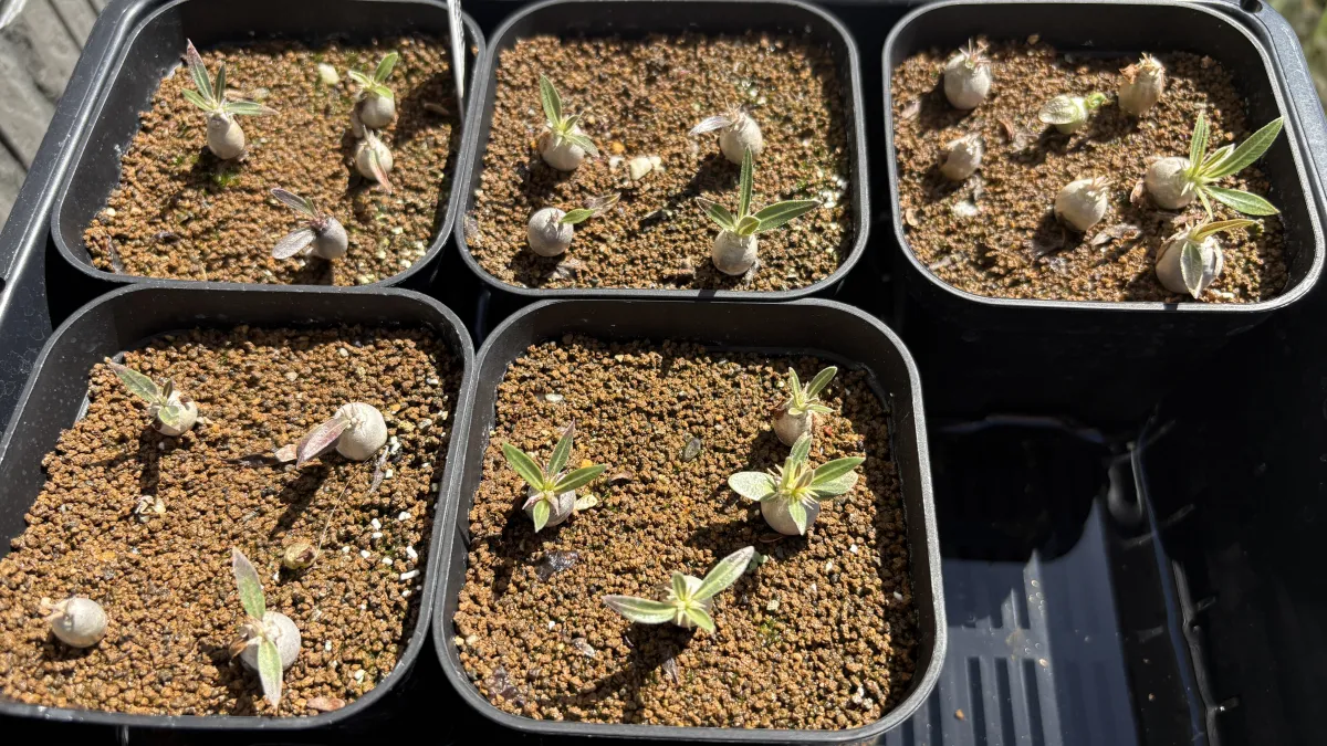 Pachypodium rosulatum var. gracilius (パキポディウム グラキリス)