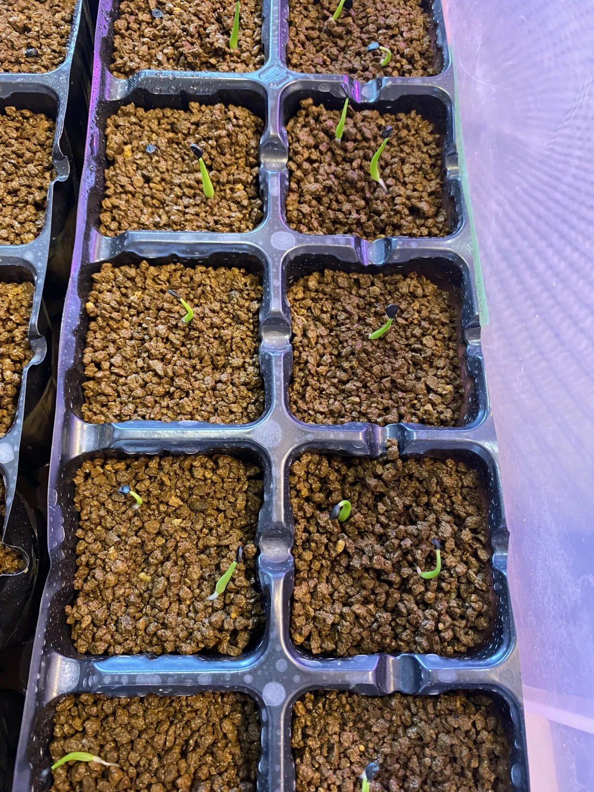 Agave utahensis ssp. kaibabensis (アガベ カイバベンシス)