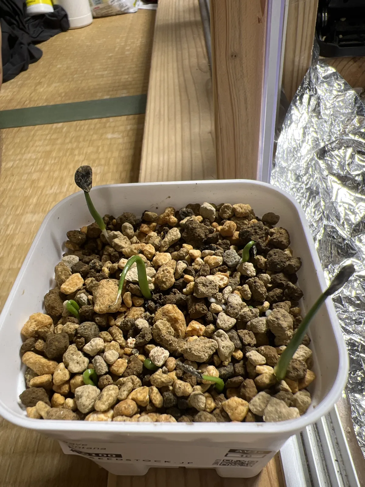 Agave montana (アガベ モンタナ)