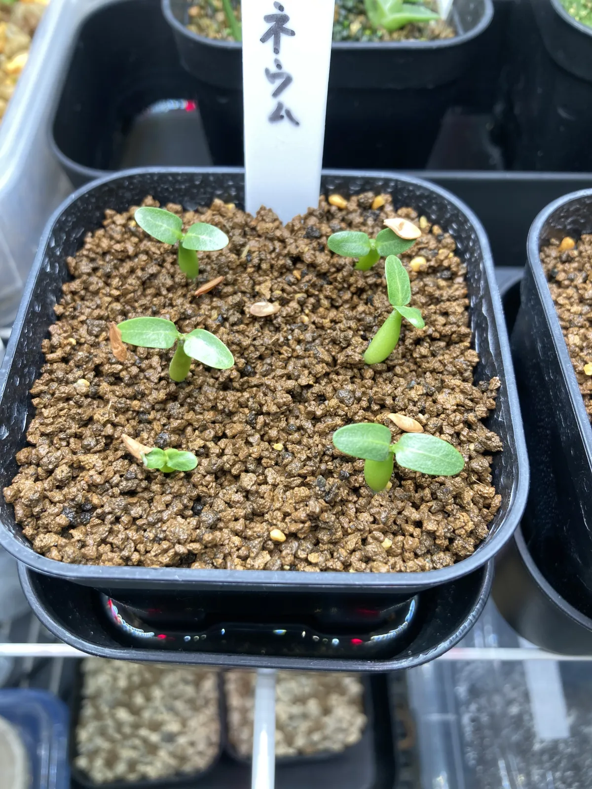 Pachypodium rosulatum var. eburneum (パキポディウム エブレネウム)