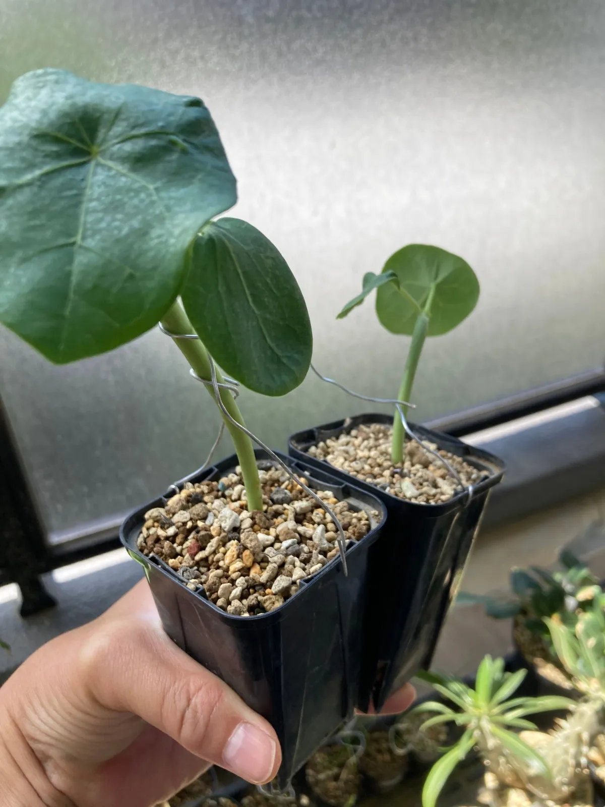 Jatropha podagrica yellow (ヤトロファ ポダグリカ イエロー 'サンゴ油桐')