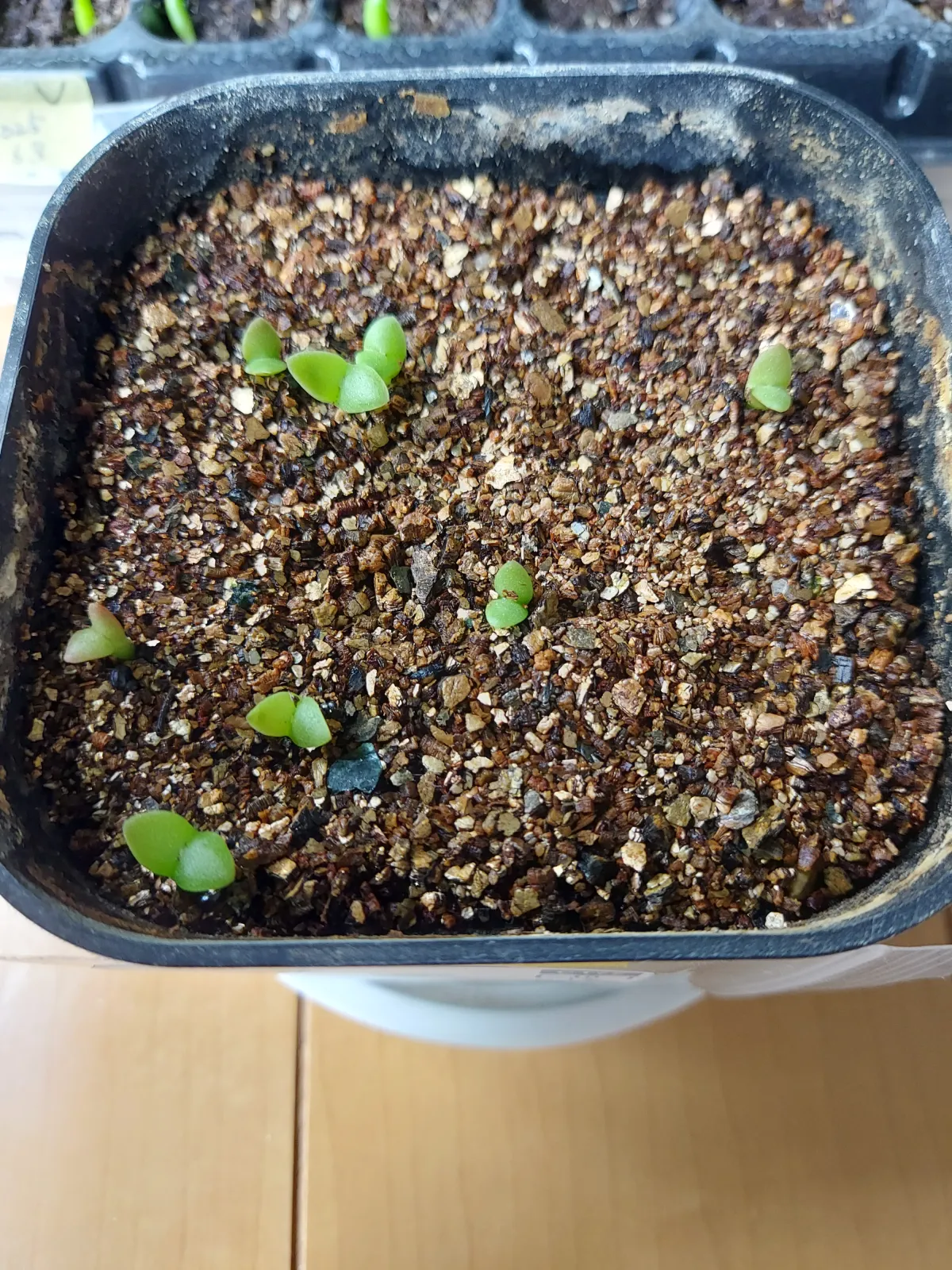 Pilosocereus chrysacanthus (ピロソケレウス クリサカンサス)