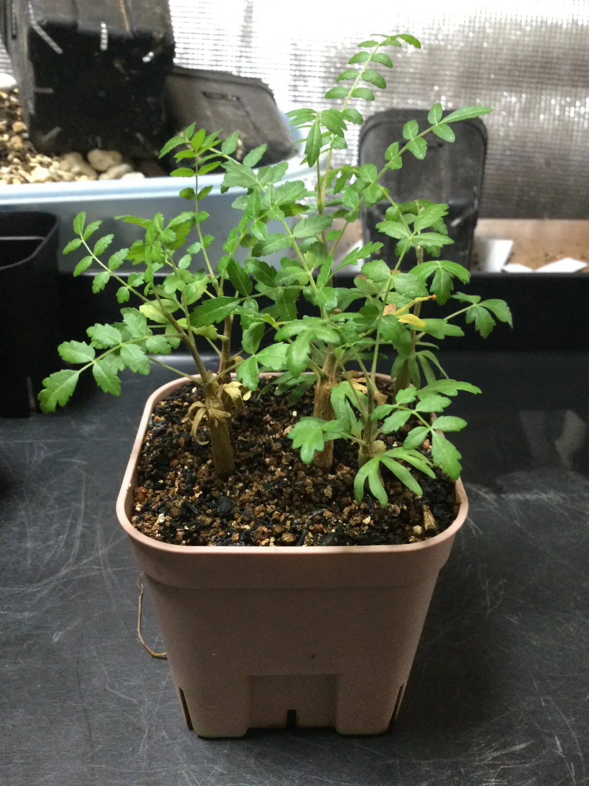 Boswellia neglecta (ボスウェリア ネグレクタ)