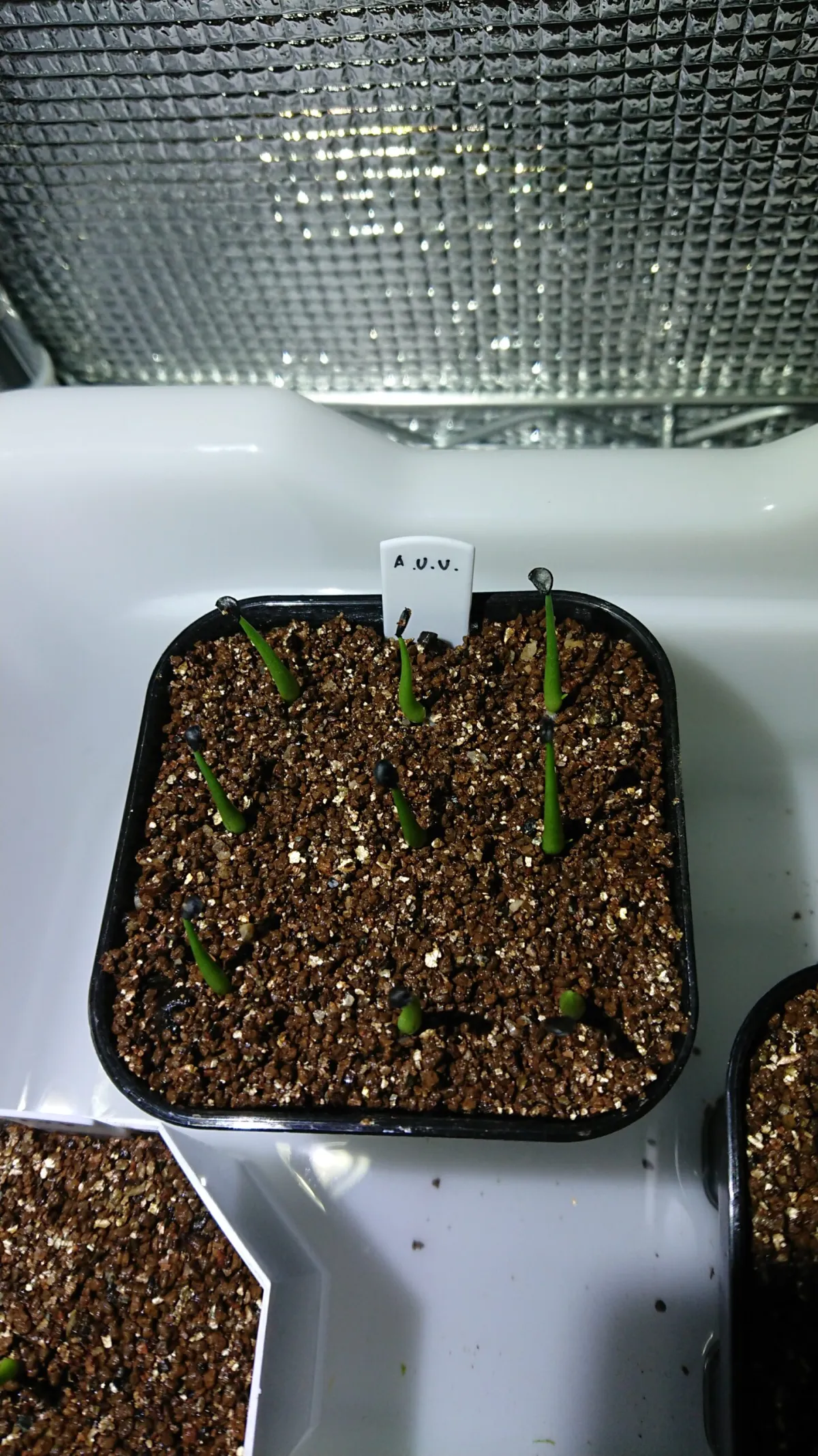 Agave utahensis ssp. utahensis (アガベ ユタエンシス)