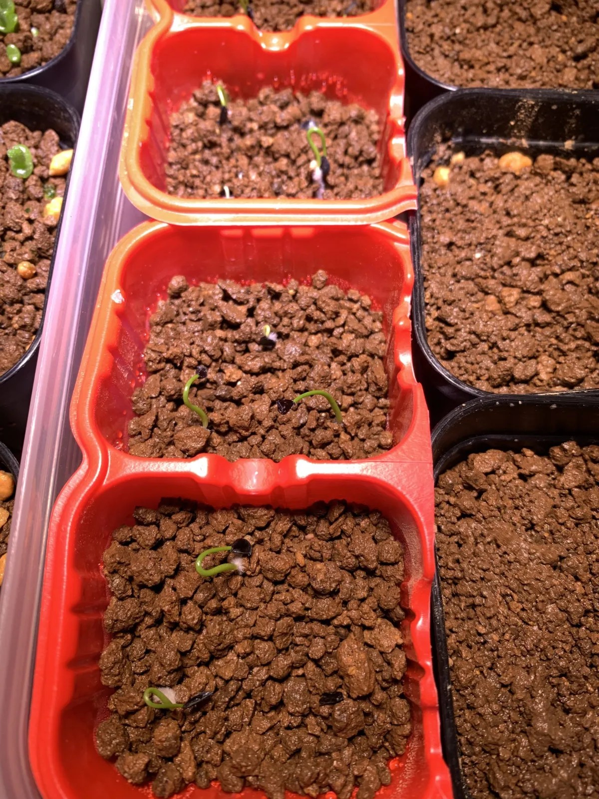 Agave attenuata subsp. dentata (アガベ アテナータ デンタータ)