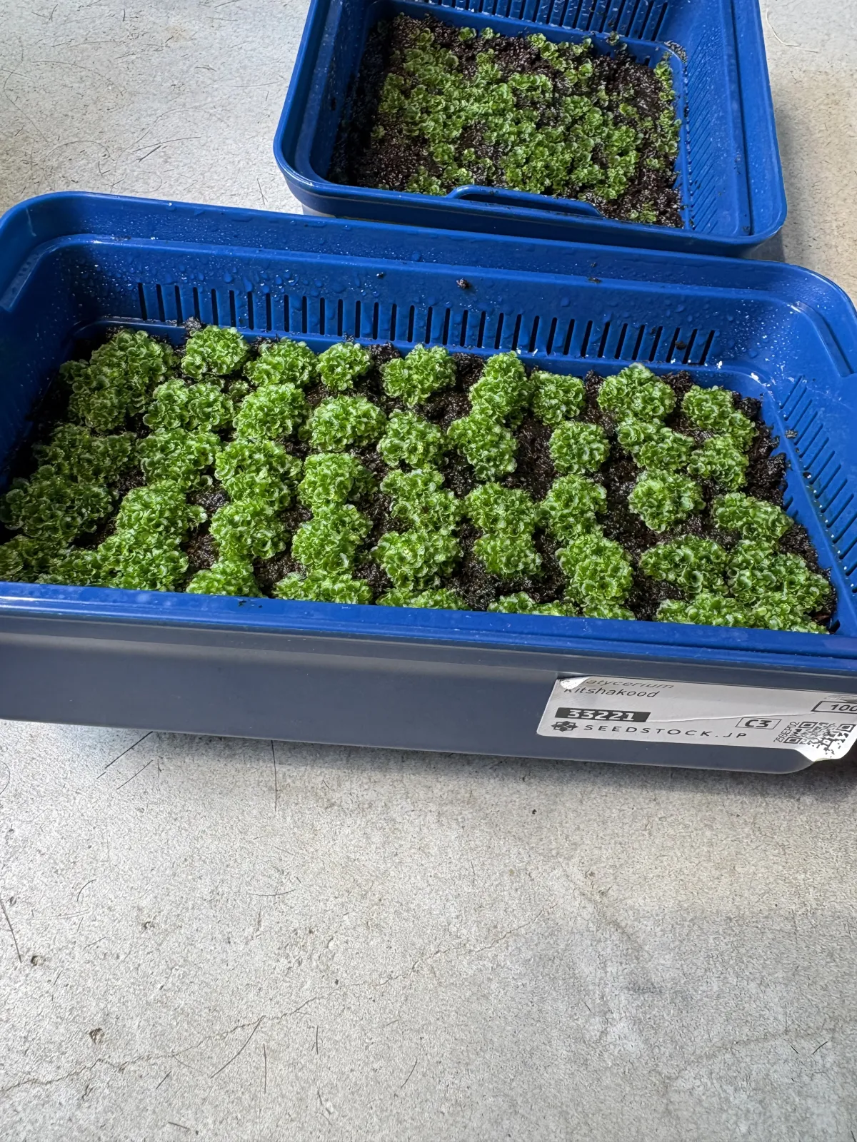 Platycerium Platycerium kitshakood Mt. Kitshakood (ビカクシダ キッチャクード)