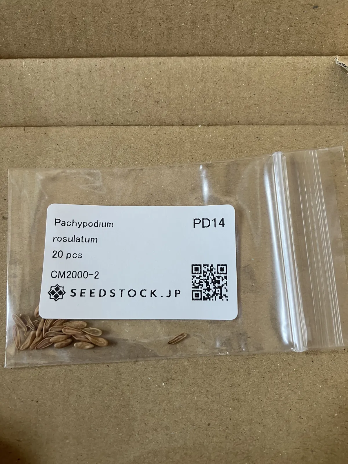 Pachypodium rosulatum (パキポディウム ロスラーツム)