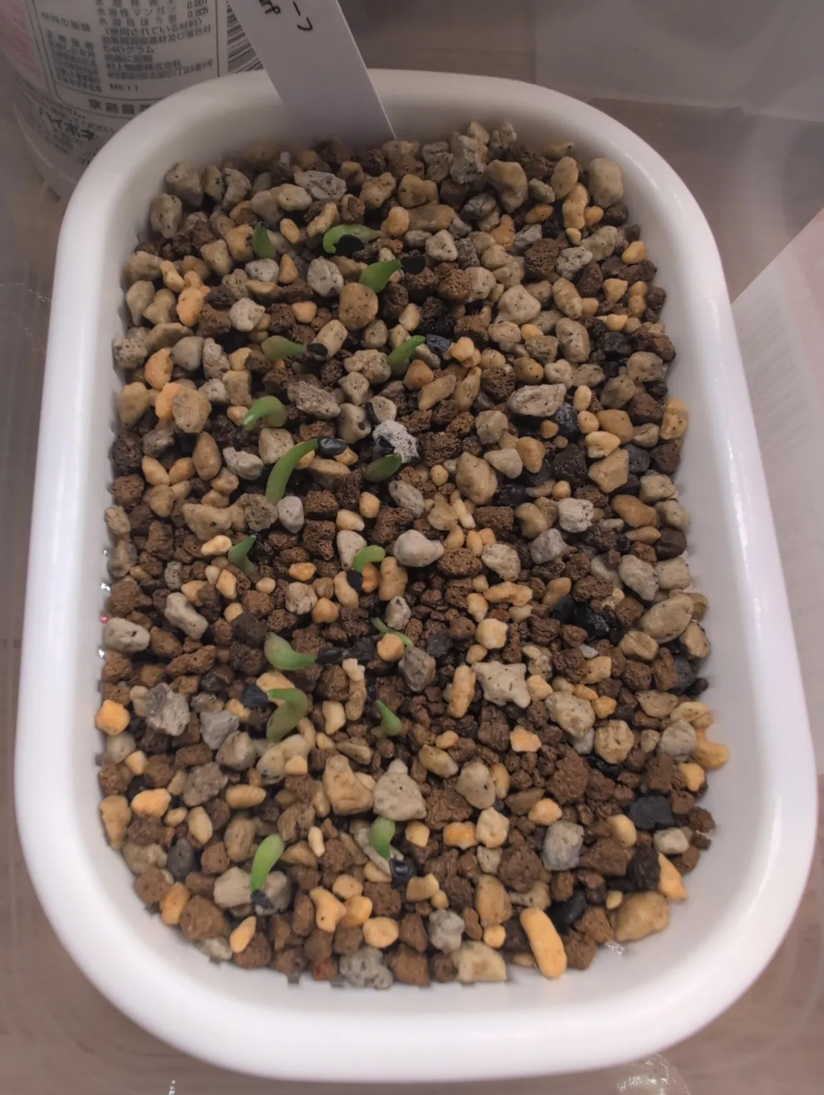 Agave titanota (アガベ チタノタ ドワーフ)