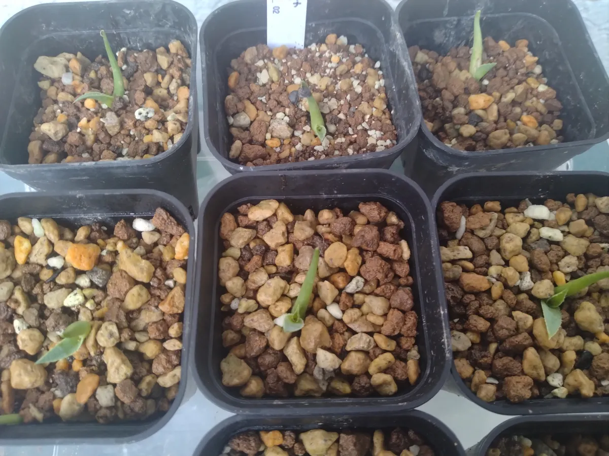 Agave mckelveyana (アガベ マッケルベヤナ)