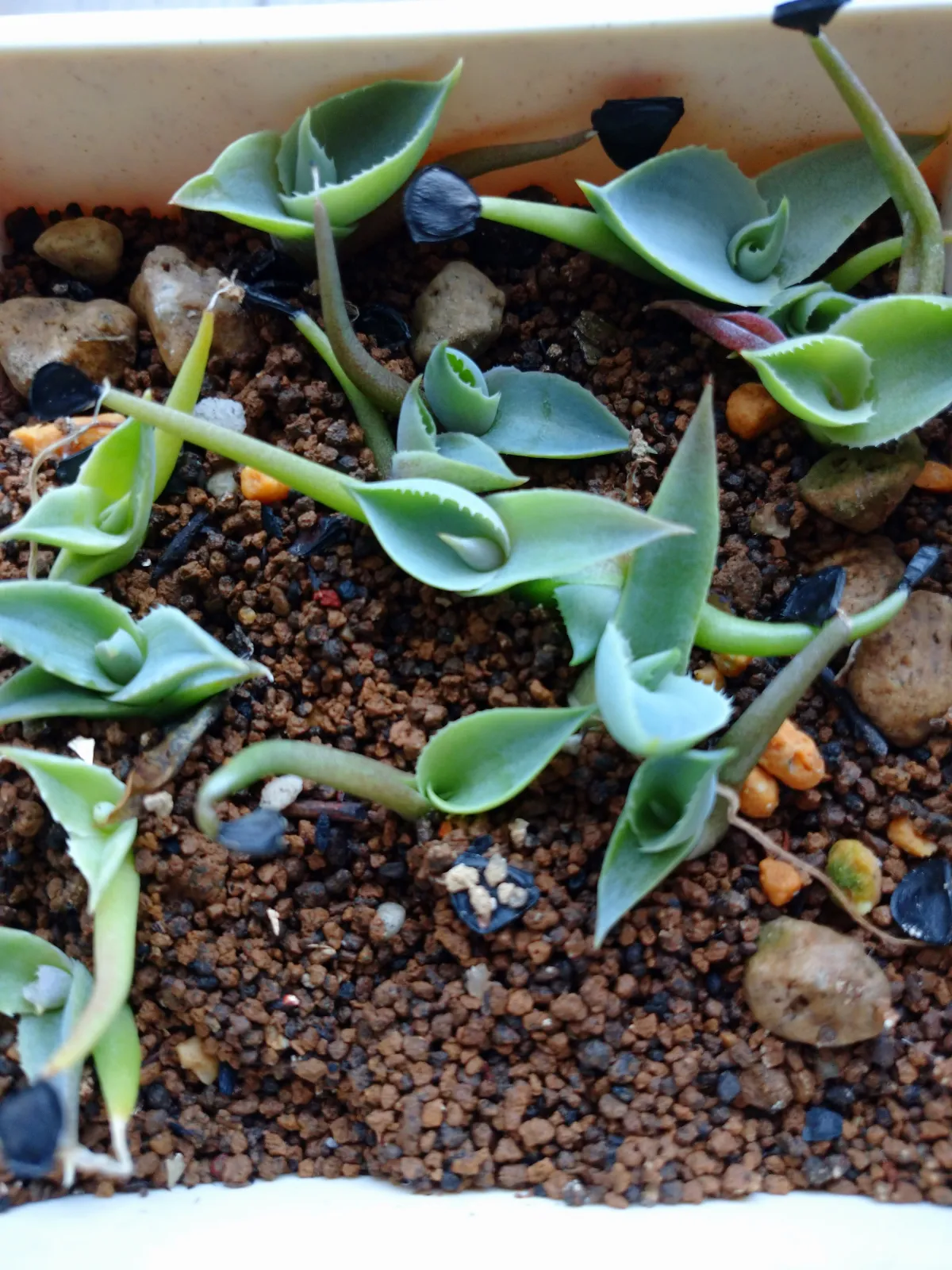 Agave isthmensis (アガベ イシスメンシス)