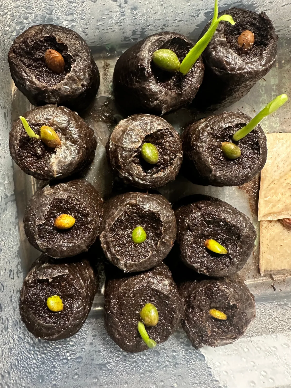 Monstera deliciosa Tauerii (モンステラ タウエリー)