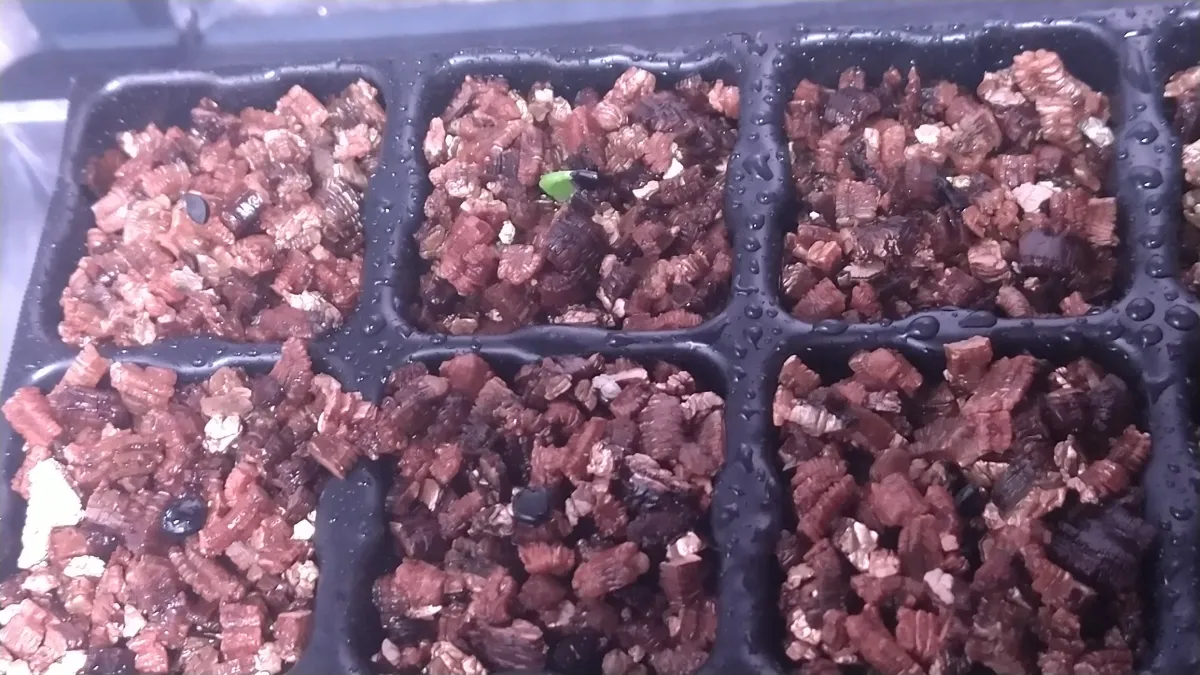 Agave victoriae-reginae (アガベ ビクトリアレジーナエ 笹の雪)