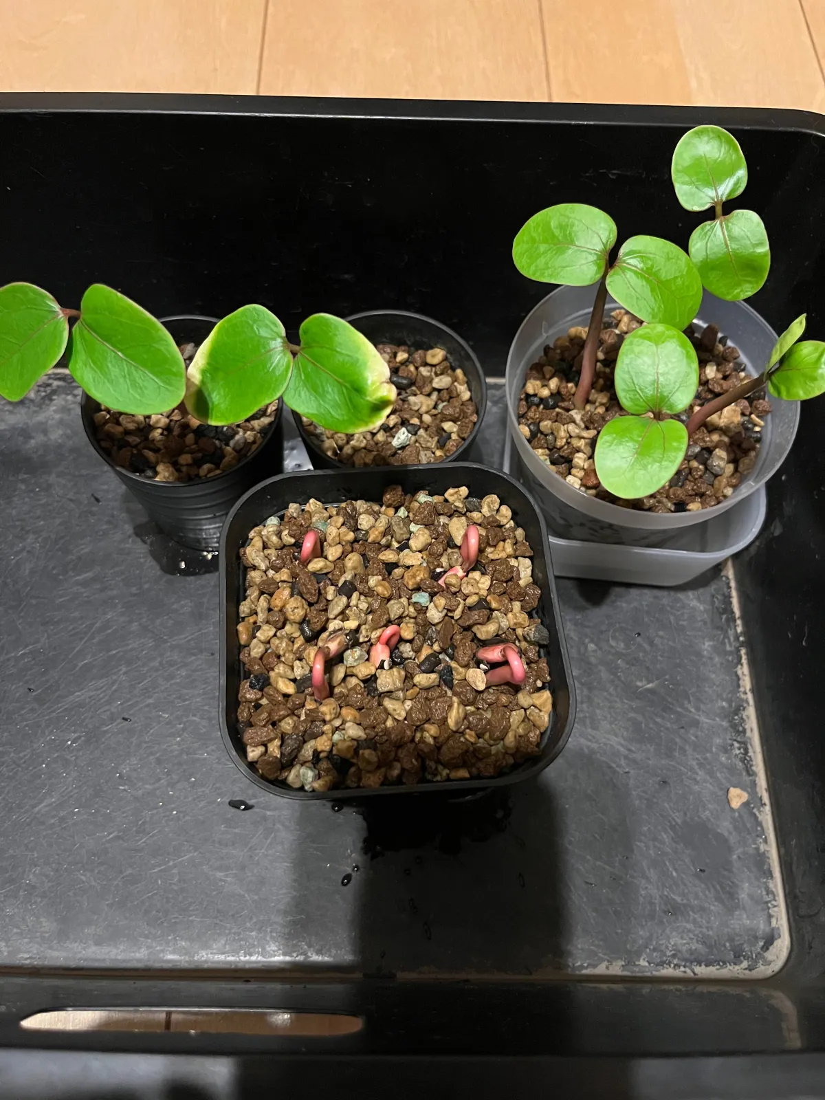 Jatropha podagrica 'Red' (ヤトロファ ポダグリカ レッド 'サンゴ油桐')