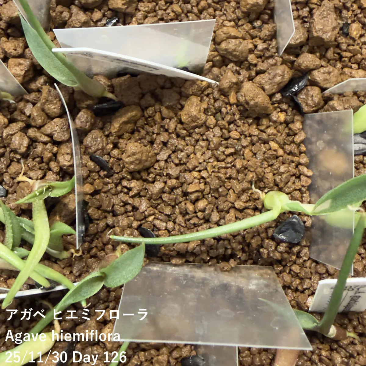 Agave hiemiflora (アガベ ヒエミフローラ)