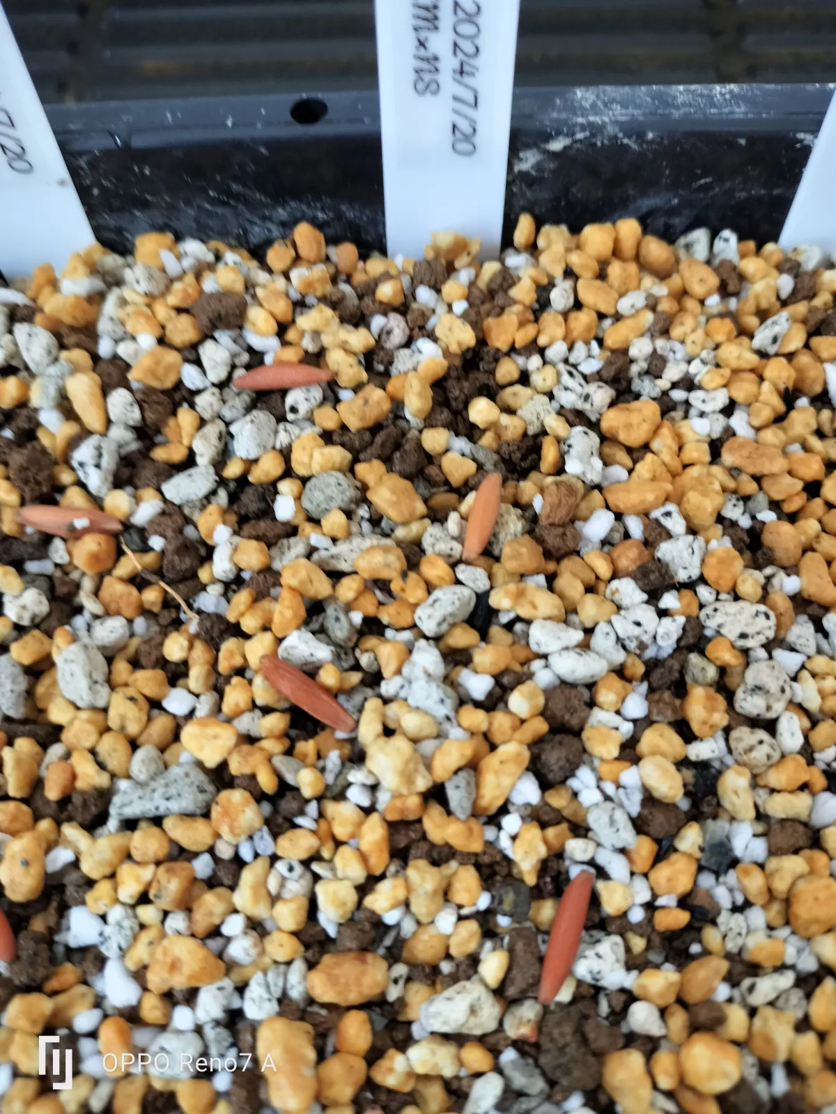 Adenium arabicum KM x NS (アデニウム アラビカム KM x NS)