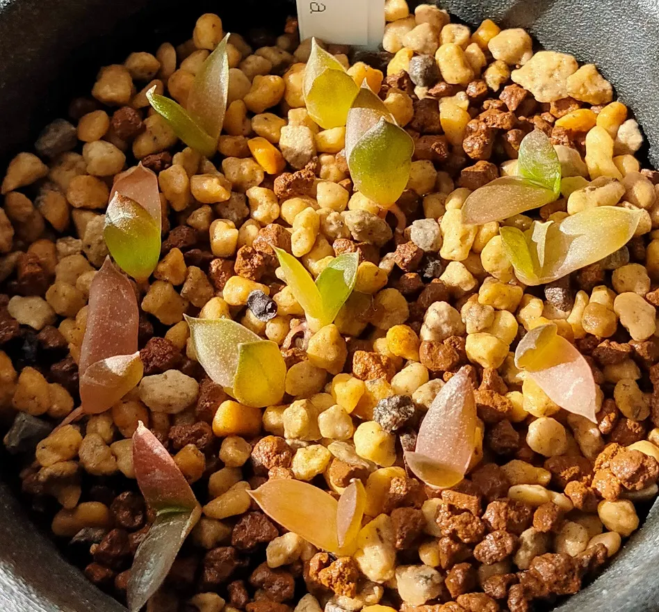 Gasteria carinata var. verrucosa (ガステリア ウェルコーサ)